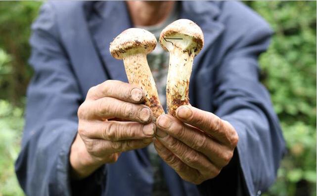 淘宝松茸,电商松茸