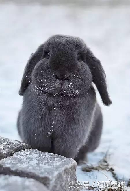 怎么给兔子洗澡啊,怎么给兔子洗澡才干净