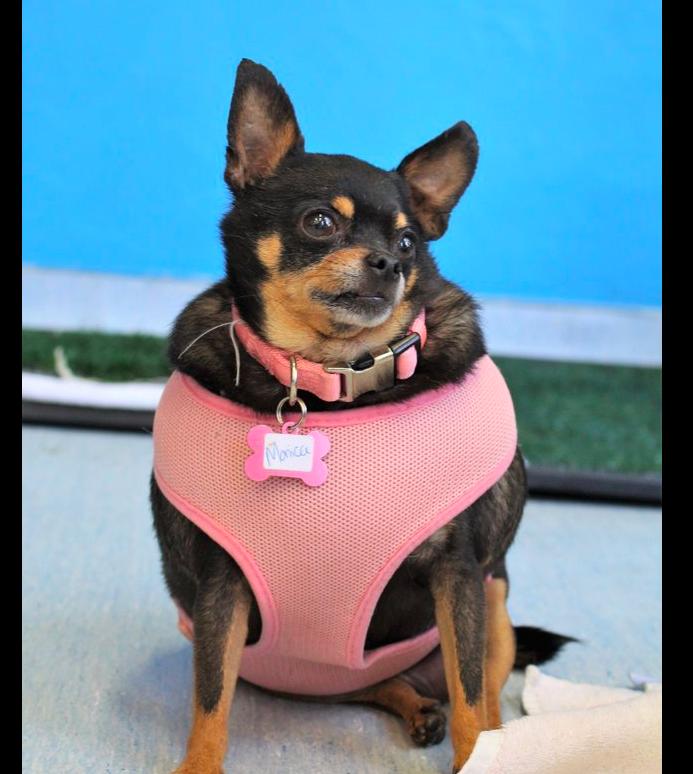 为什么吉娃娃那么容易胖,吉娃娃太胖