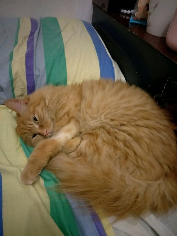 救助流浪猫导致感染猫瘟,救助猫瘟的猫咪