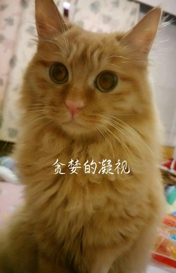 救助流浪猫导致感染猫瘟,救助猫瘟的猫咪