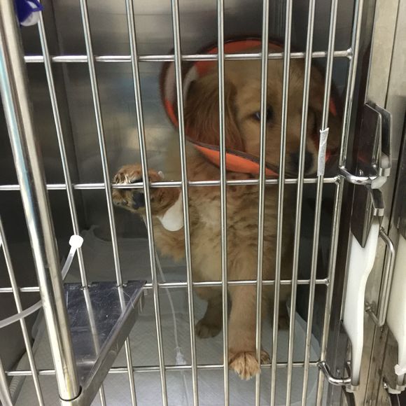 金毛得了细小治愈后还能继续养吗,两个月金毛得了细小冠状该放弃吗