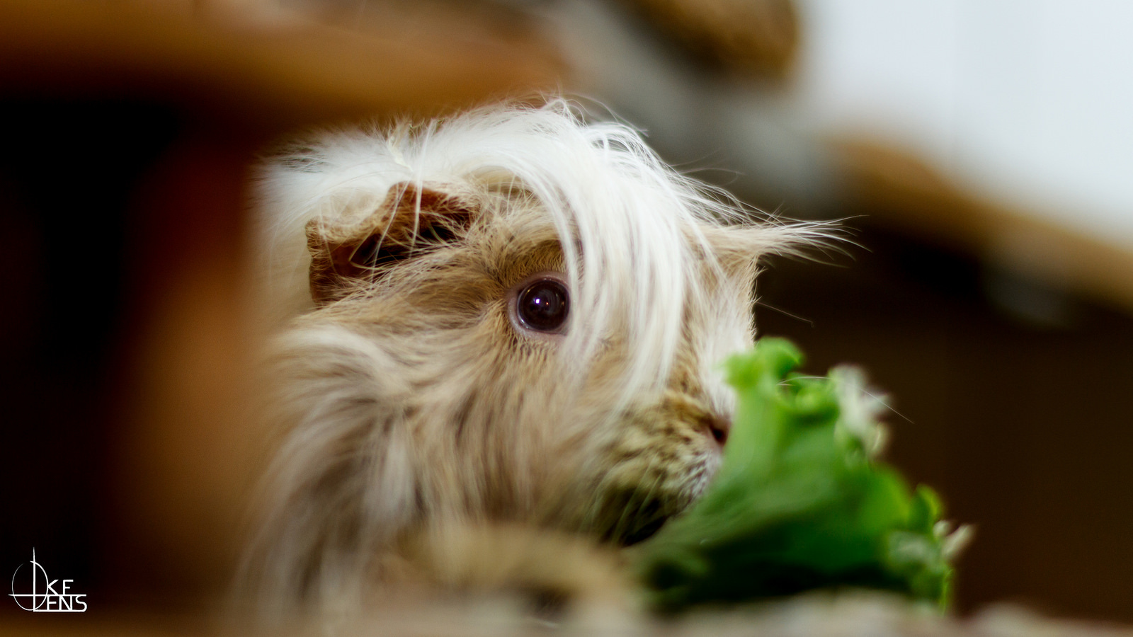 荷兰猪是什么物种,荷兰猪是属于鼠吗