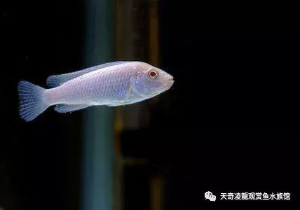 三湖缸怎么样,三湖缸是什么水质