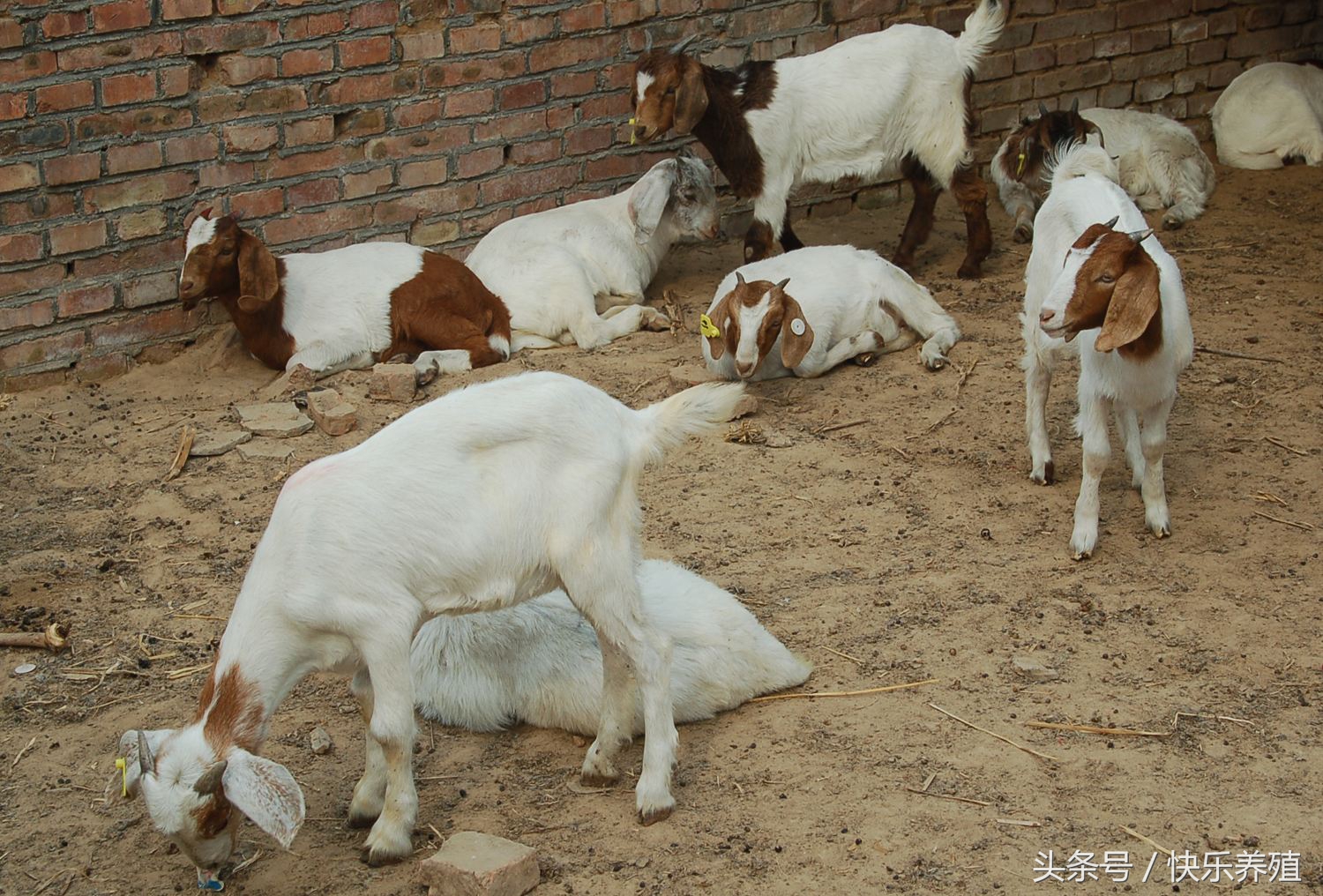 为啥养羊的都亏钱,放弃百万年薪创业靠谱吗
