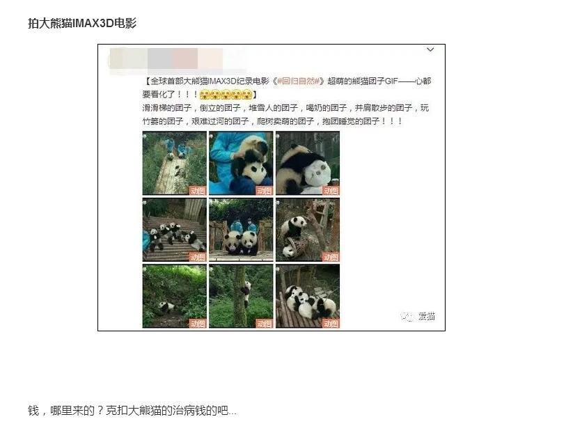 成都大熊猫基地近期新闻,成都大熊猫基地实时报道