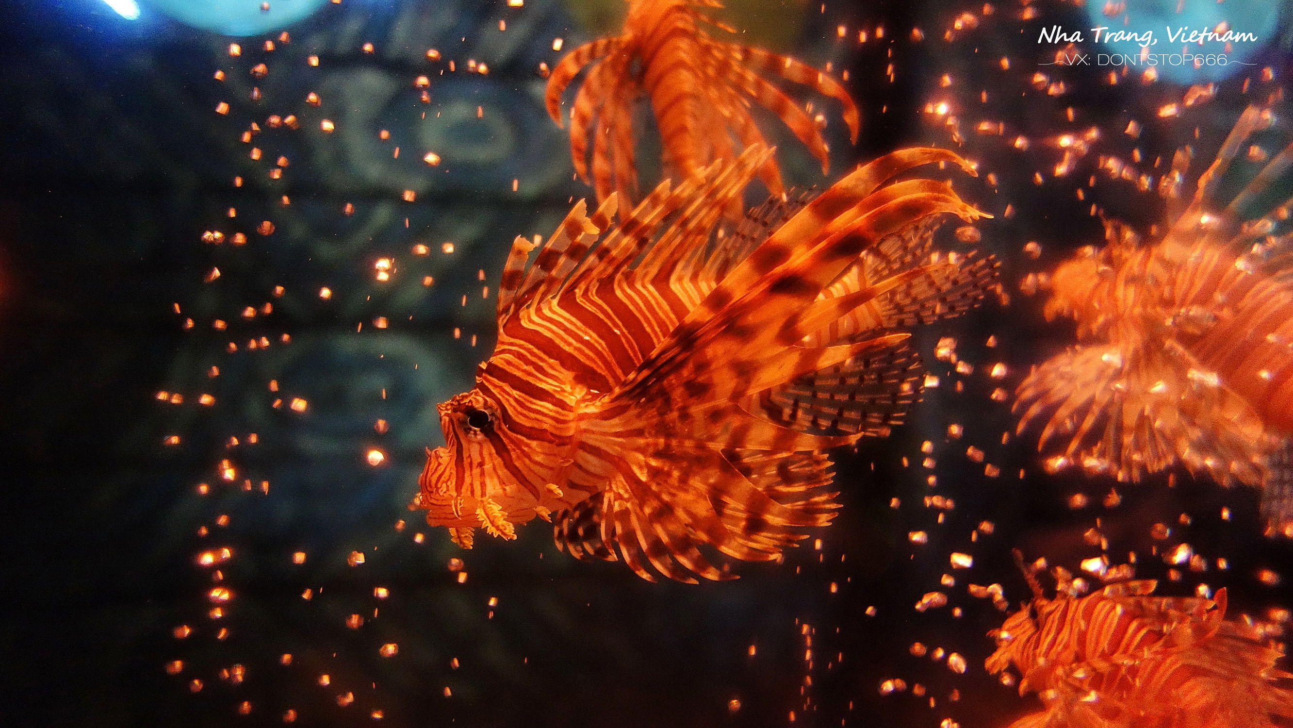 芽庄大海之旅,芽庄海上之旅