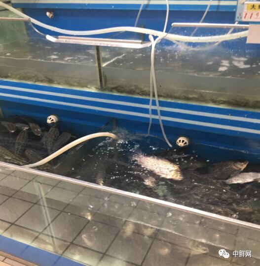 水产养殖技术干货,带鲜味的动物食材