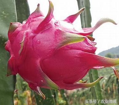 火龙果的一般亩产量是多少公斤,火龙果一年的产量有多少