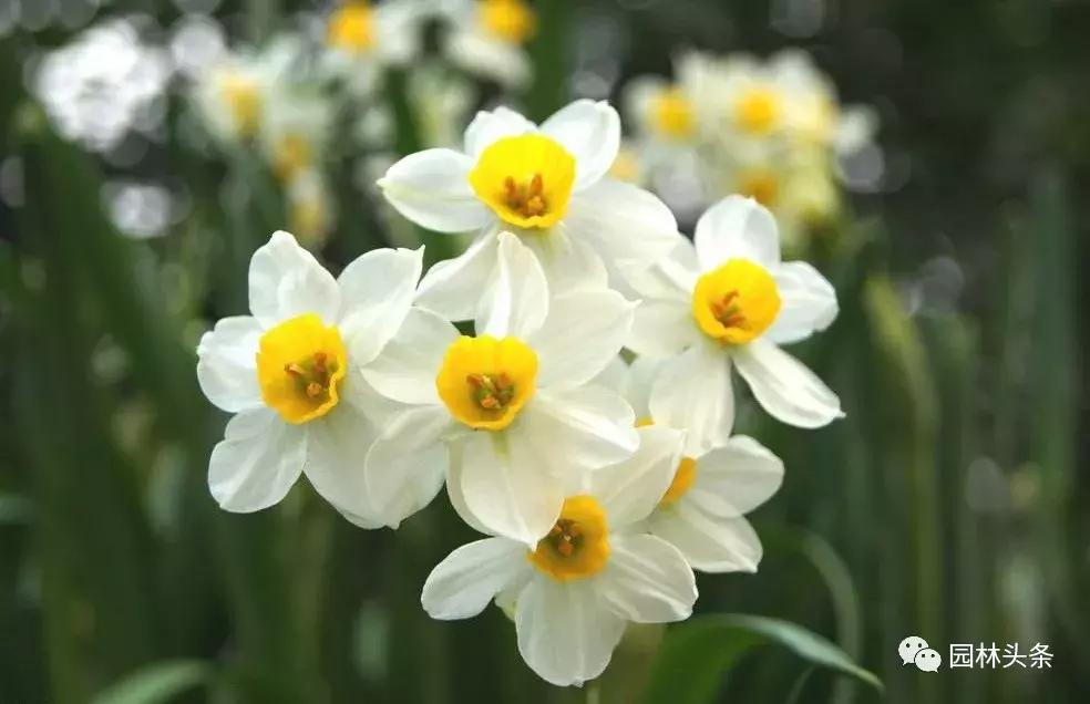 盘点史上最全中国各城市市花,中国各大城市的市花分别是什么