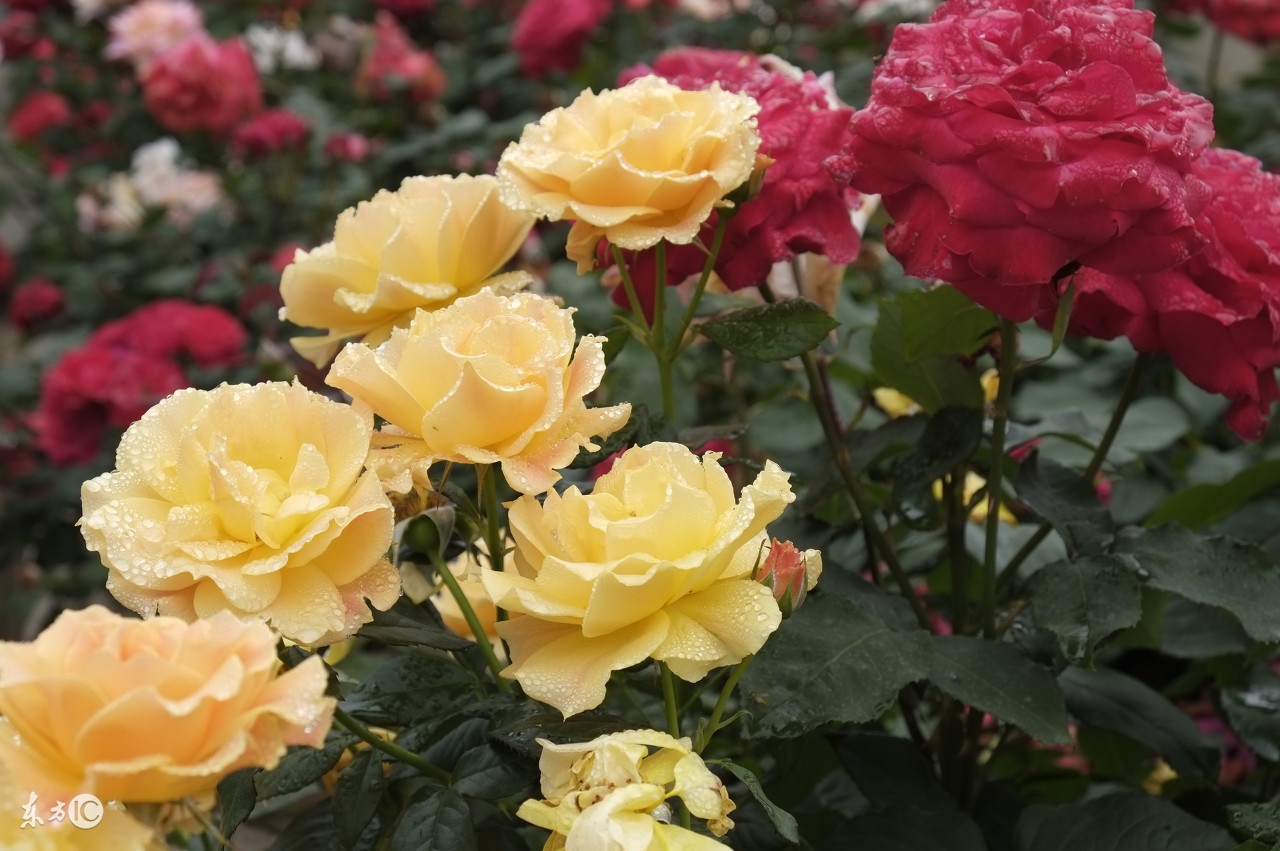 花店买的玫瑰花基本都是月季吗,在花店买的玫瑰拿回家该怎么养