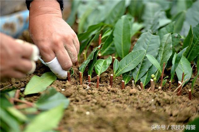 生根壮苗剂扦插,栽花自制生根剂