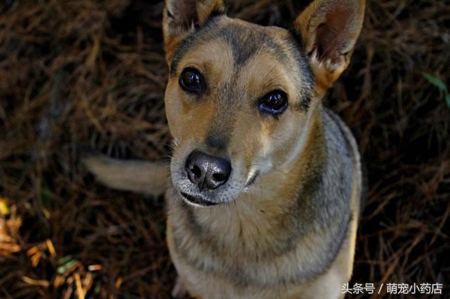 怎么问别人家狗是不是还活着,家里的狗死了要怎么处理
