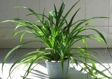 家里藤蔓植物,适合室外盆栽种植的藤蔓植物