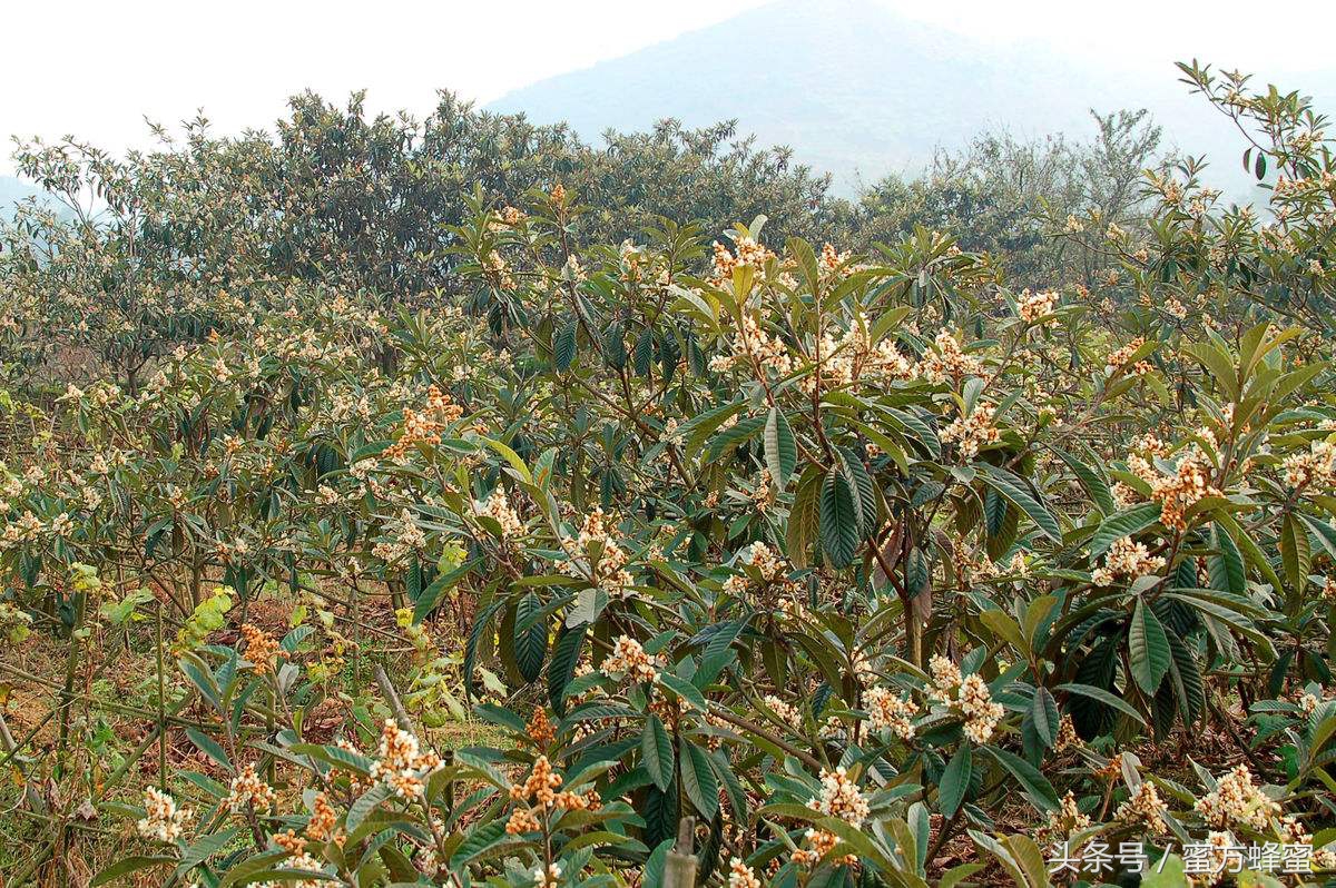 麦卢卡蜂蜜和普通蜂蜜有什么区别,国产蜂蜜和麦卢卡蜂蜜区别