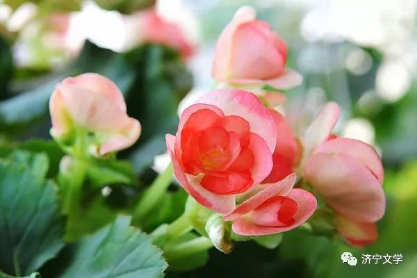 芳华散文摘抄,刹那芳华散文经典