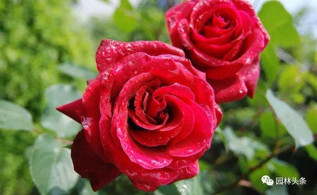 盘点史上最全中国各城市市花,中国各大城市的市花分别是什么