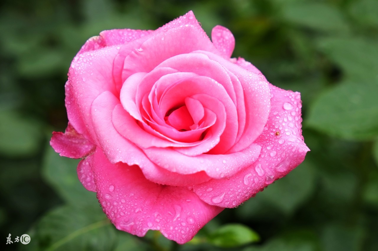 花店买的玫瑰花基本都是月季吗,在花店买的玫瑰拿回家该怎么养