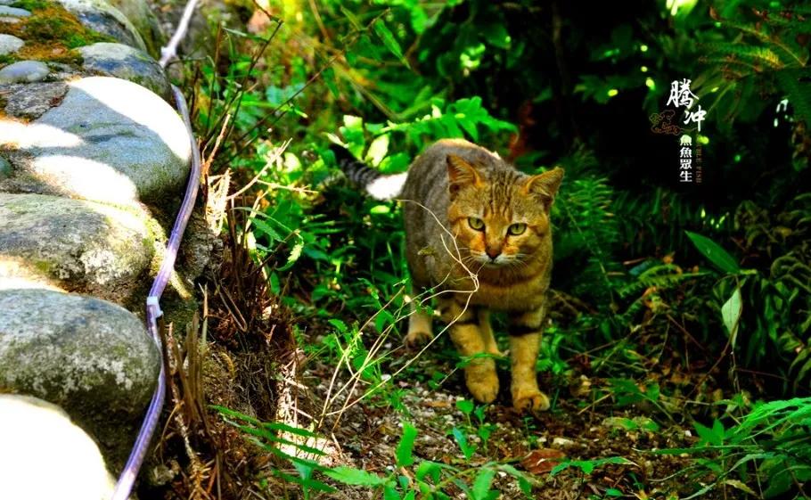 腾冲热海的感言,在腾冲感受幸福吗