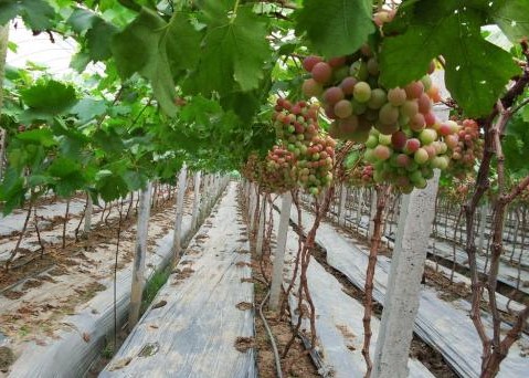 家里藤蔓植物,适合室外盆栽种植的藤蔓植物