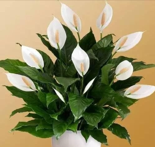 白掌盆栽一帆风顺黄叶了咋办,白掌一帆风顺养殖方法和注意事项