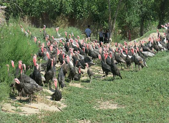 王健林说赚一个亿的小目标图片,王健林小目标先挣一个亿表情包