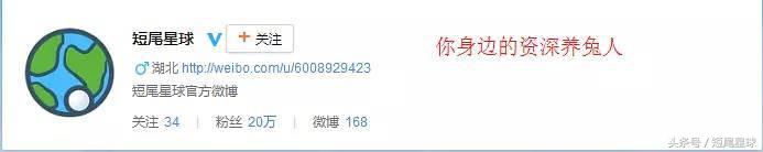 怎么给兔子洗澡啊,怎么给兔子洗澡才干净