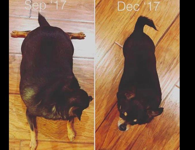 为什么吉娃娃那么容易胖,吉娃娃太胖