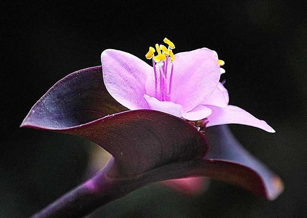 2019年春夏棉麻廓形，做一个荣辱不惊之人！