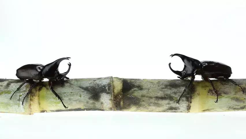 澳洲大量狗舔蟾蜍上瘾,狗狗舔到蟾蜍有没有事