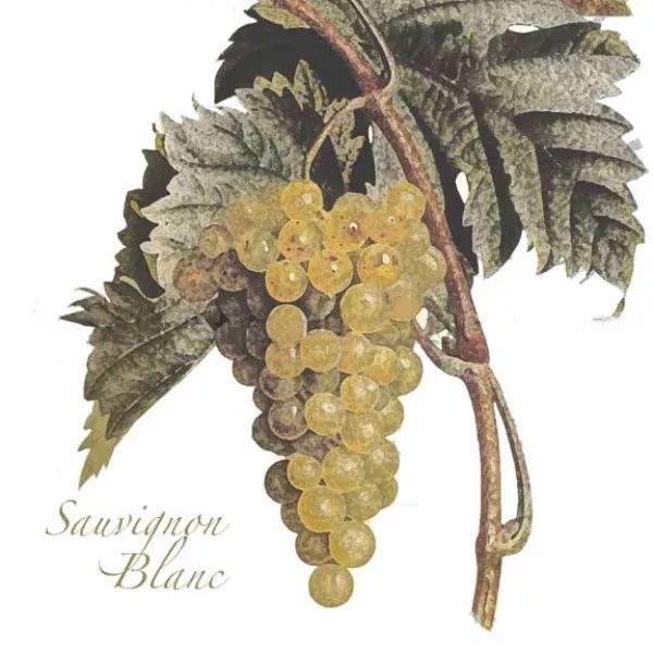 那些兼具美、雅的葡萄酒名字，如何在晚清时期诞生的