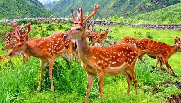 梅花鹿的养殖方法和饲养技巧,梅花鹿的养殖方式和饲养技术