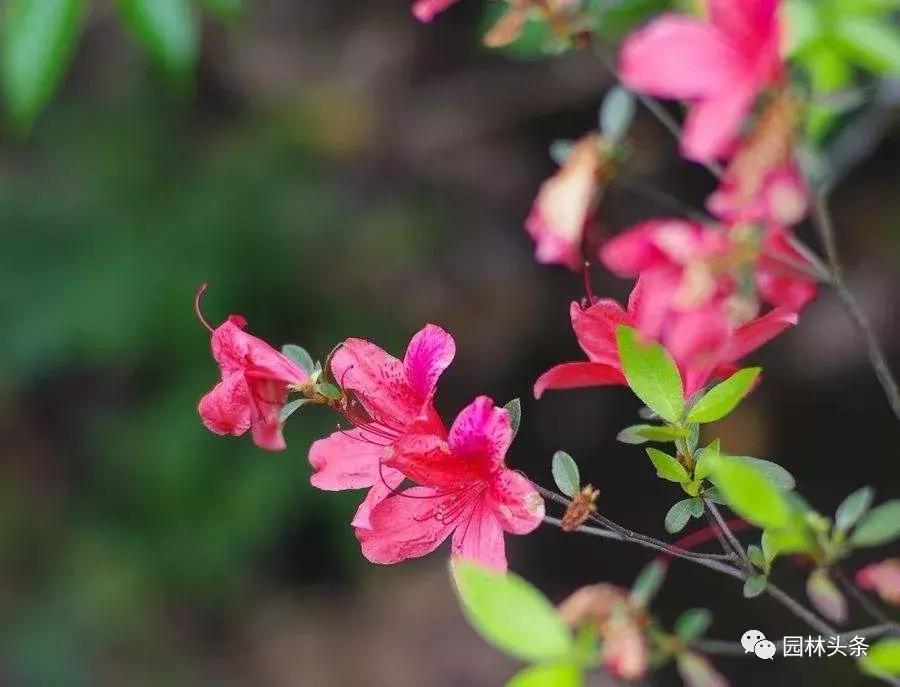 盘点史上最全中国各城市市花,中国各大城市的市花分别是什么