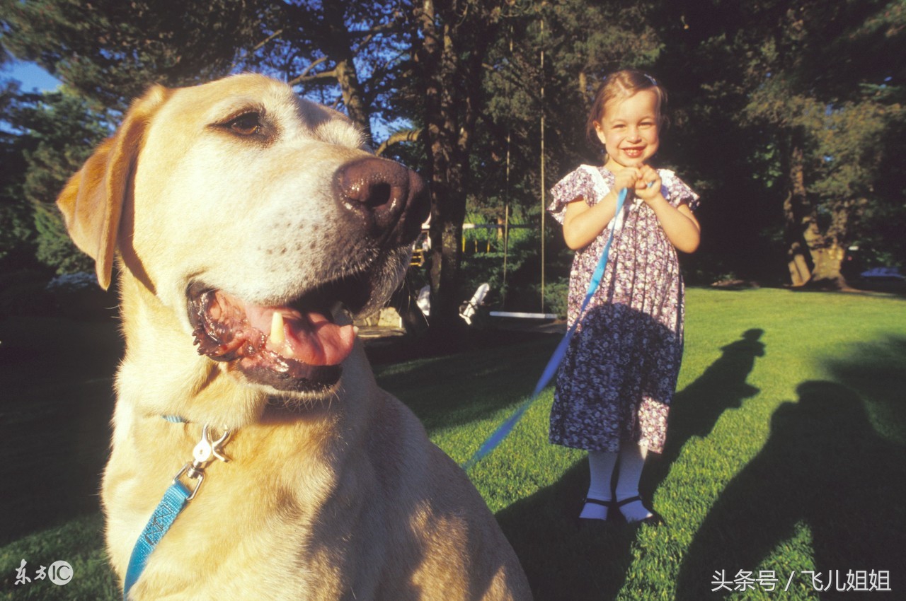 狗和犬的性格有什么区别,狗性格智商综合排名