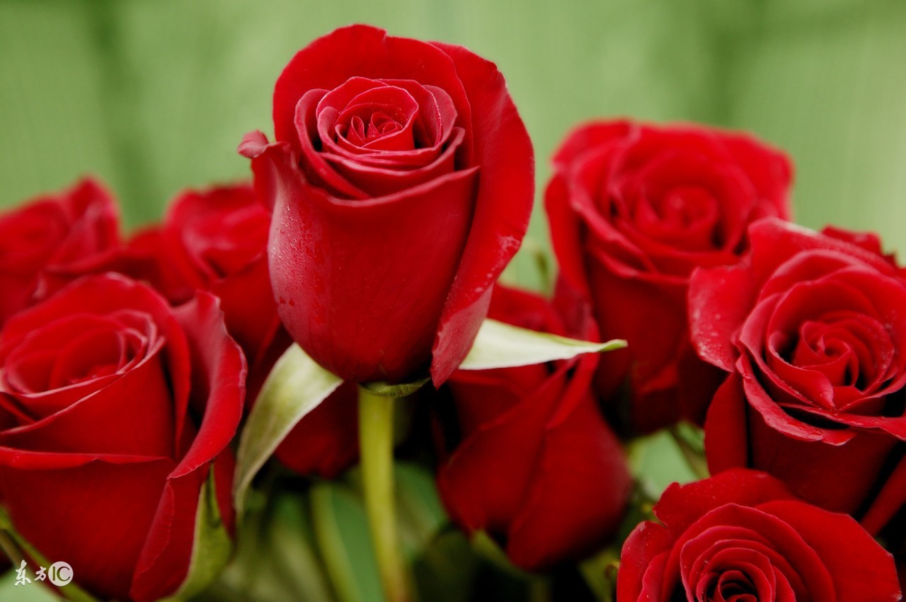 花店买的玫瑰花基本都是月季吗,在花店买的玫瑰拿回家该怎么养