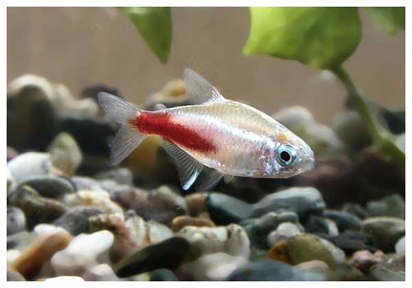 小型红绿灯热带观赏鱼大全,淡水热带红绿灯鱼