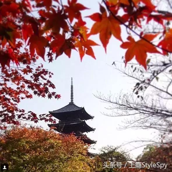 杨树林哑光口红推荐,杨树林口红哪个色号适合黄干皮