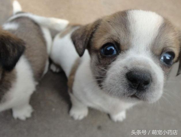 怎么问别人家狗是不是还活着,家里的狗死了要怎么处理