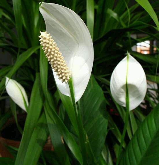 白掌盆栽一帆风顺黄叶了咋办,白掌一帆风顺养殖方法和注意事项