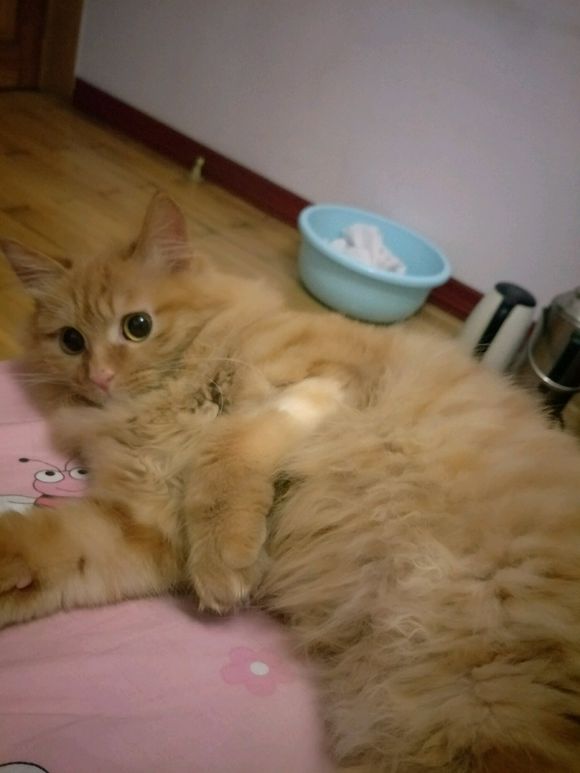 救助流浪猫导致感染猫瘟,救助猫瘟的猫咪