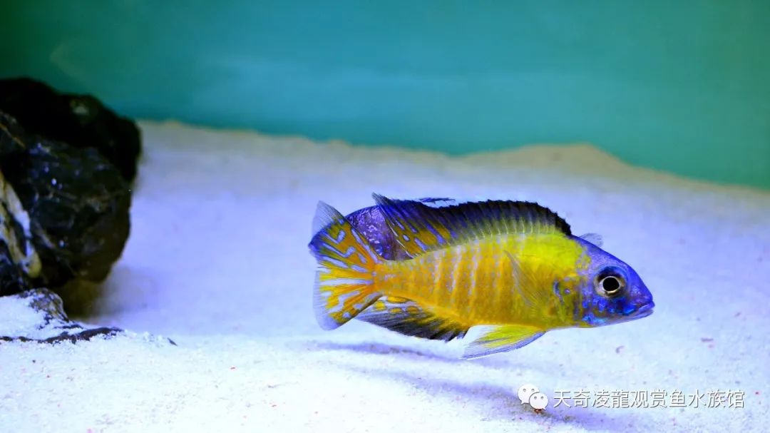 三湖缸怎么样,三湖缸是什么水质