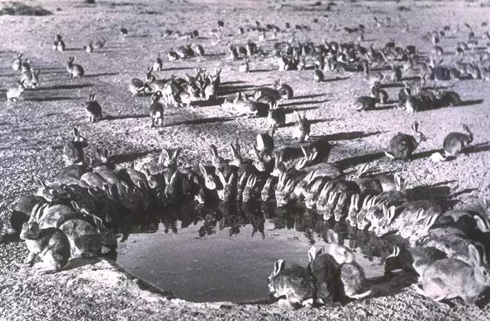 澳洲大量狗舔蟾蜍上瘾,狗狗舔到蟾蜍有没有事