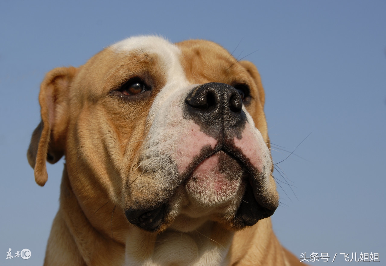 狗和犬的性格有什么区别,狗性格智商综合排名