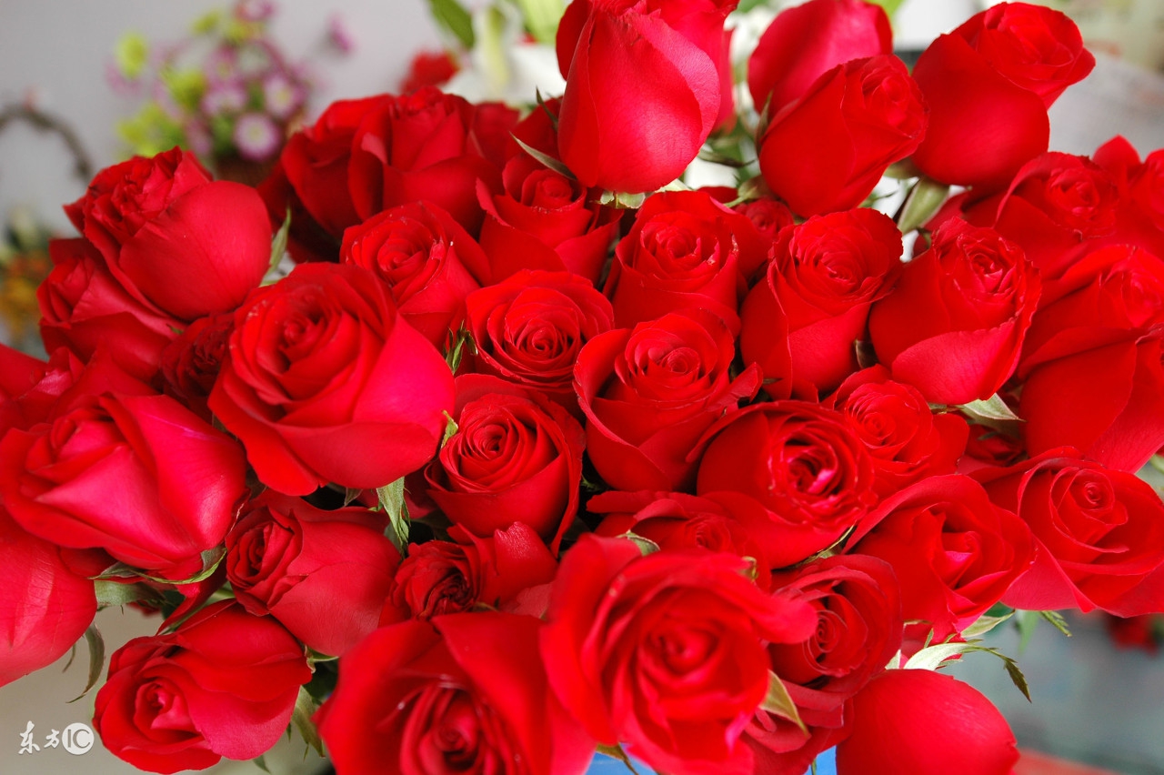 花店买的玫瑰花基本都是月季吗,在花店买的玫瑰拿回家该怎么养