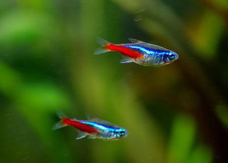 小型红绿灯热带观赏鱼大全,淡水热带红绿灯鱼