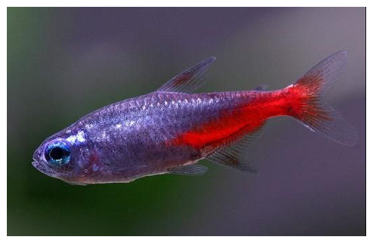 小型红绿灯热带观赏鱼大全,淡水热带红绿灯鱼