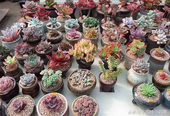 生根壮苗剂扦插,栽花自制生根剂