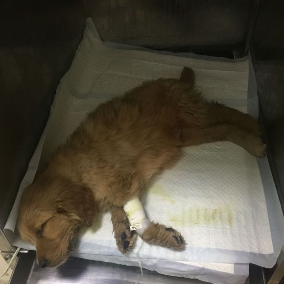 金毛得了细小治愈后还能继续养吗,两个月金毛得了细小冠状该放弃吗