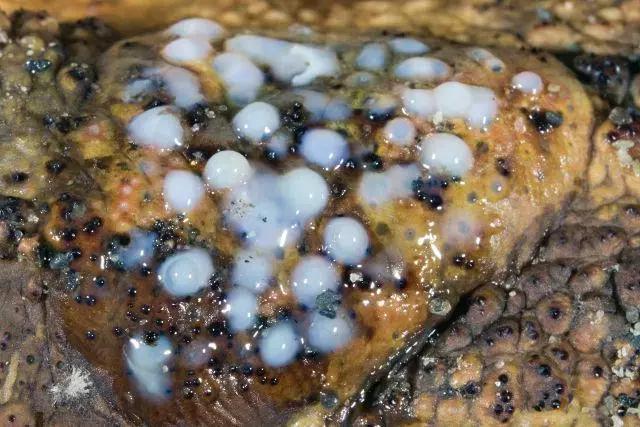 澳洲大量狗舔蟾蜍上瘾,狗狗舔到蟾蜍有没有事