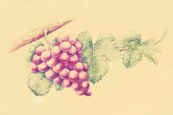 那些兼具美、雅的葡萄酒名字，如何在晚清时期诞生的